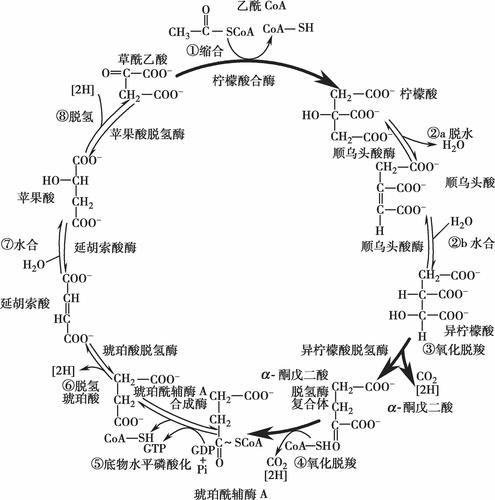 糖醛酸途径流程图