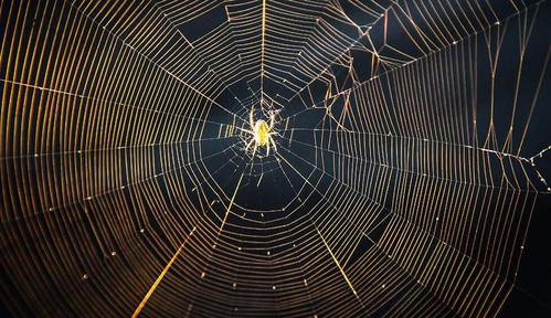蜘蛛网的作用的相关图片